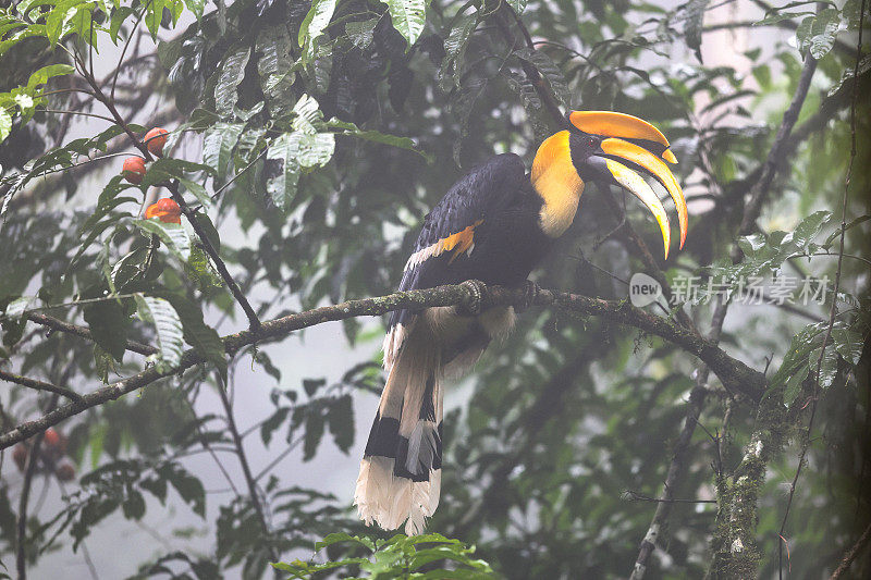 犀鸟:成年雄性大犀鸟(Buceros bicornis)，也被称为凹盔犀鸟，大印度犀鸟或大斑犀鸟。